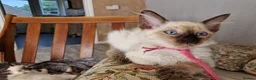 Siamese cats for sale: Old Style Siamese Kittens For Sale in Abingdon - Advert 10