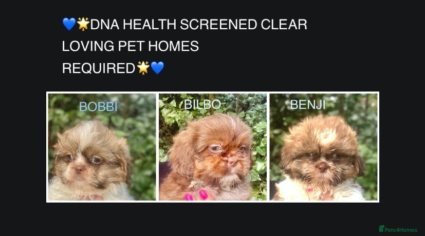 Shih Tzu dogs 💙 CUTE TEDDY BEAR SHIH TZU BOYS 💙 - Advert 8