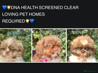 Shih Tzu dogs 💙 CUTE TEDDY BEAR SHIH TZU BOYS 💙 - Advert 7