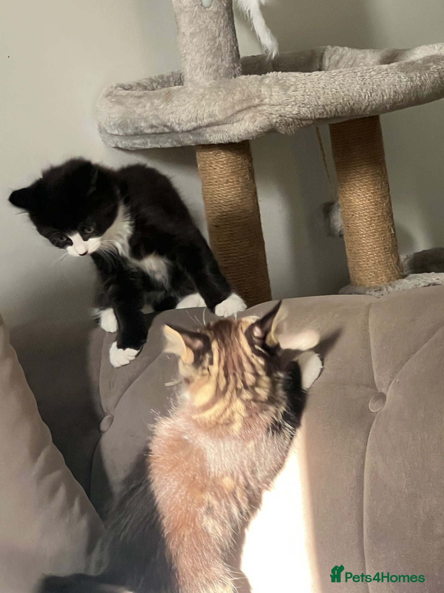 Mixed Breed cats 🐾 Adorable Kittens Looking for Loving Homes 🐾 - Advert 2