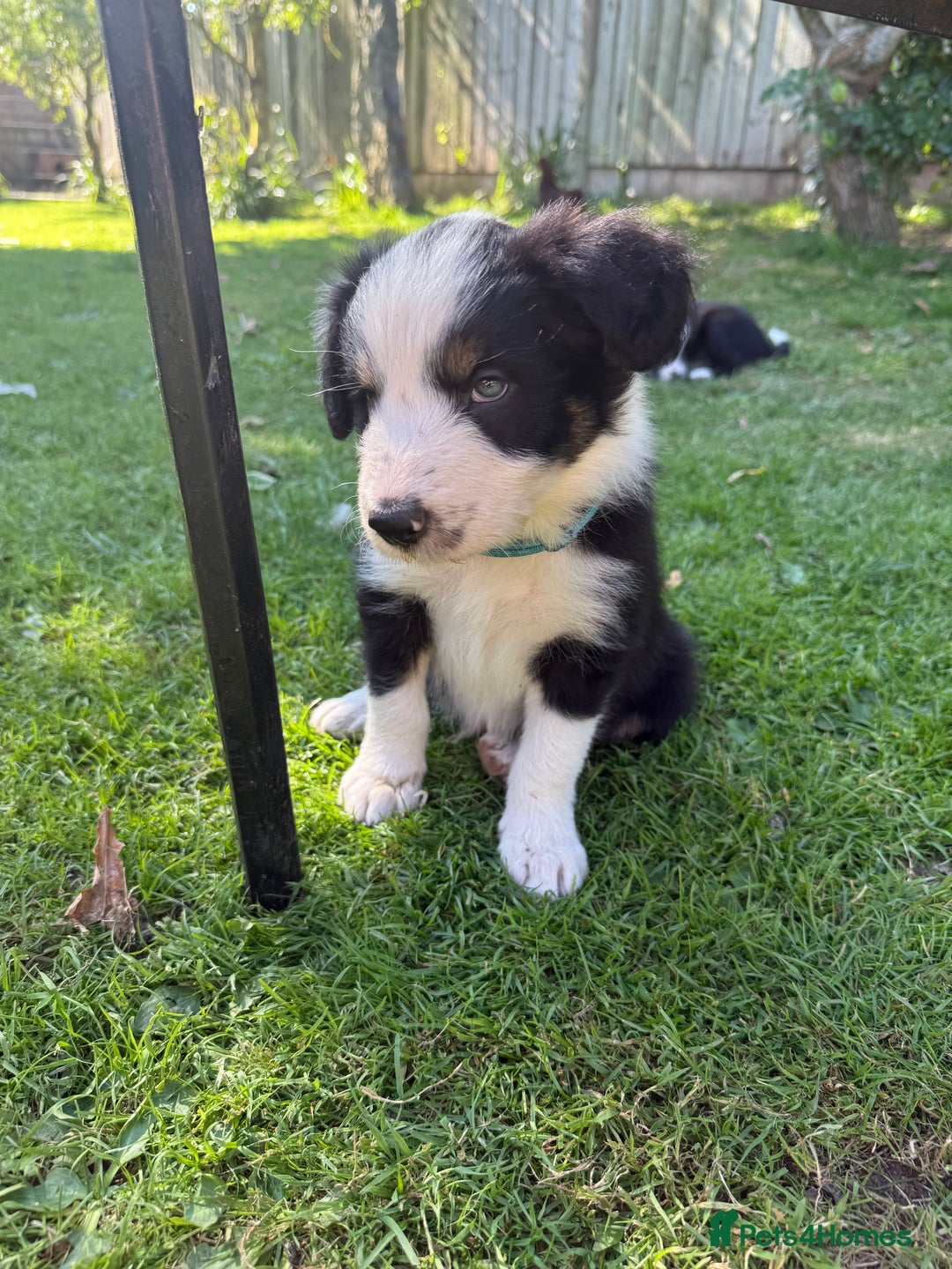Mixed Breed dogs for sale: Border colllie/bearded collie pups  - Image 15