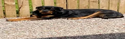 Rottweiler dogs for sale: ROTTWEILER in Skelmersdale - Advert 8