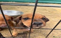 Dobermann dogs for sale: Doberman puppies for sale - Image 13