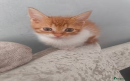 Maine Coon cats for sale: Half Maine coon ready to leave now - Image 20