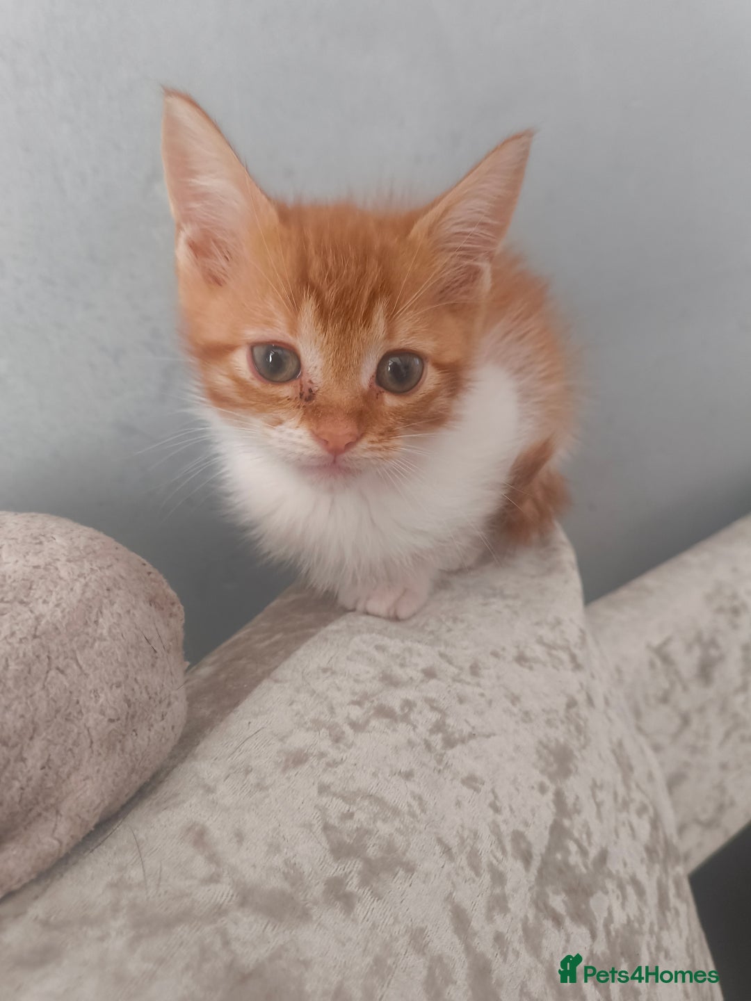 Maine Coon cats for sale: Half Maine coon ready to leave now - Image 20