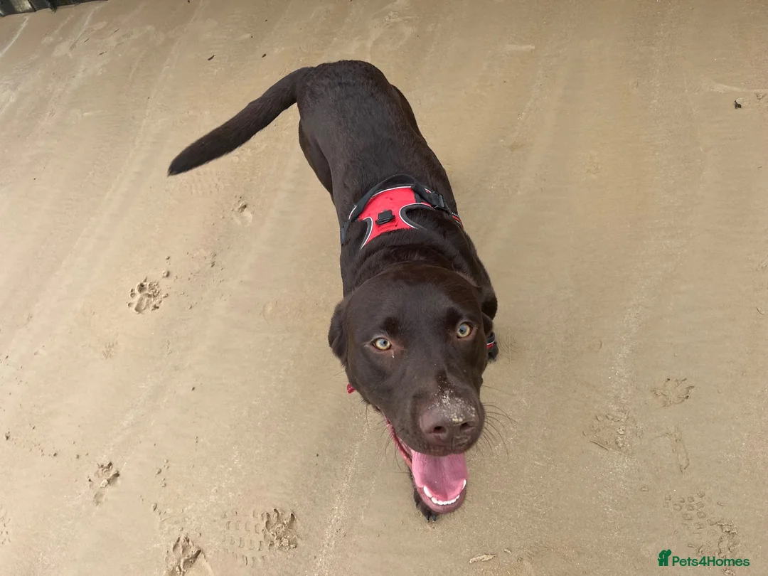 Labrador Retriever dogs for stud: Digby in Norwich - Advert 2