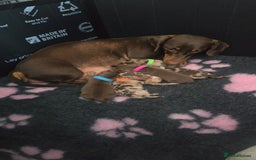 Miniature Dachshund dogs for sale: Miniature dachshund pups for sale - Image 3