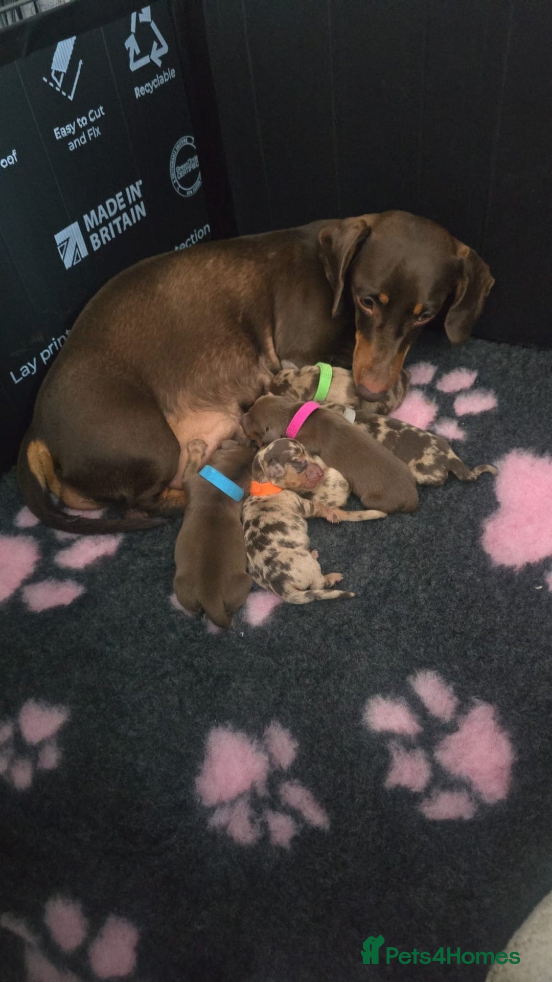Miniature Dachshund dogs for sale: Miniature dachshund pups for sale - Image 3