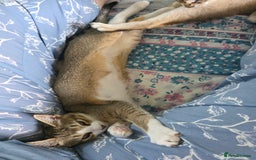 Singapura cats for sale: Accidental Singapura x Abyssinian x Moggie in Lowestoft - Image 10