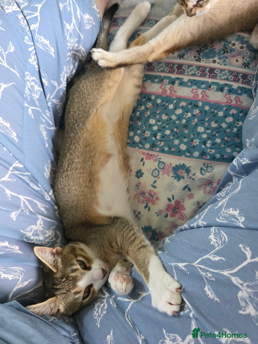 Singapura cats for sale: Accidental Singapura x Abyssinian x Moggie in Lowestoft - Image 10