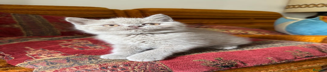 British Shorthair Kitten 3