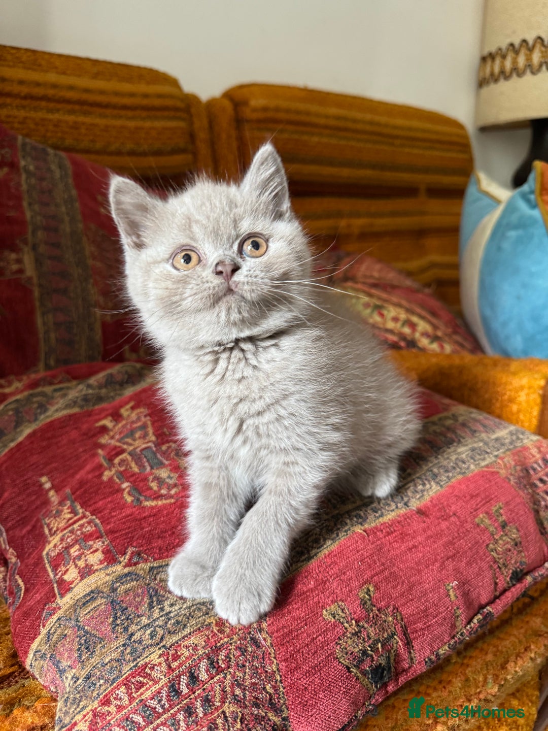 British Shorthair cats for sale: Beautiful litter of British short hair kittens - Image 20