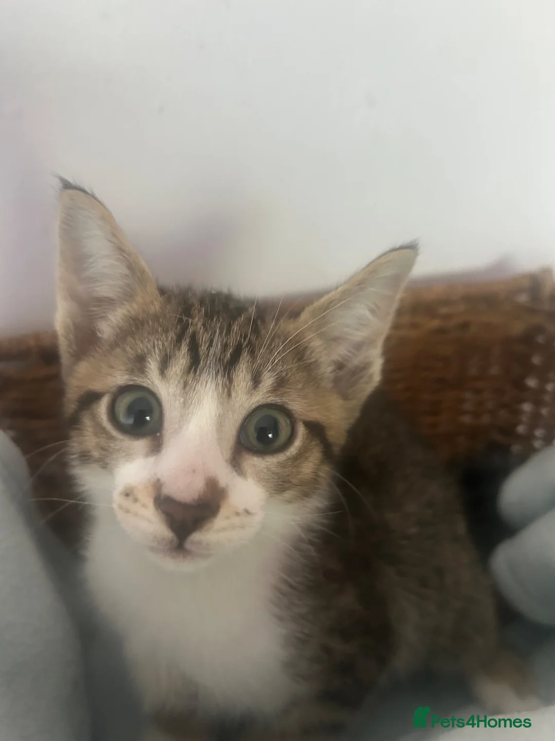 Mixed Breed cats for sale: Siamese cross boys available - Advert 6