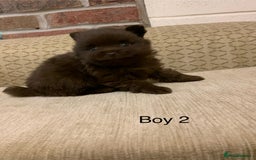 Pomeranian dogs for sale: Chocolate Pomeranian boys - Image 6