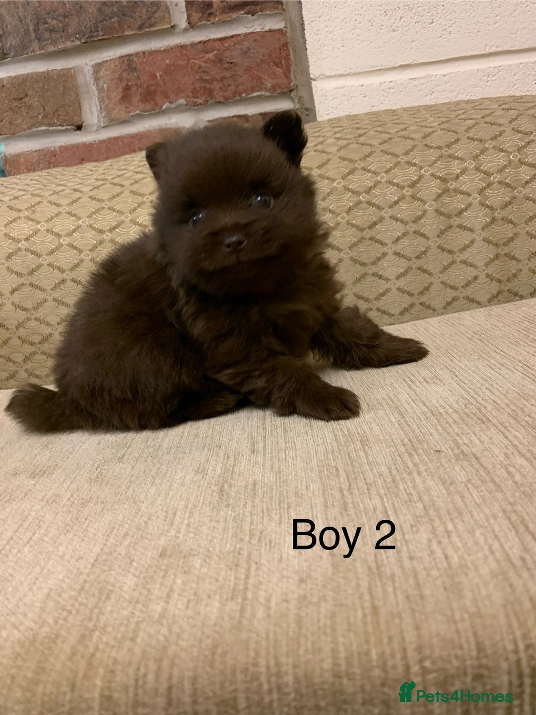 Pomeranian dogs for sale: Chocolate Pomeranian boys - Image 6