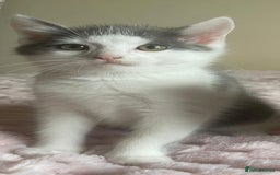 Ragdoll cats for sale: Ragdoll X Maine Coon Kittens  - Image 5