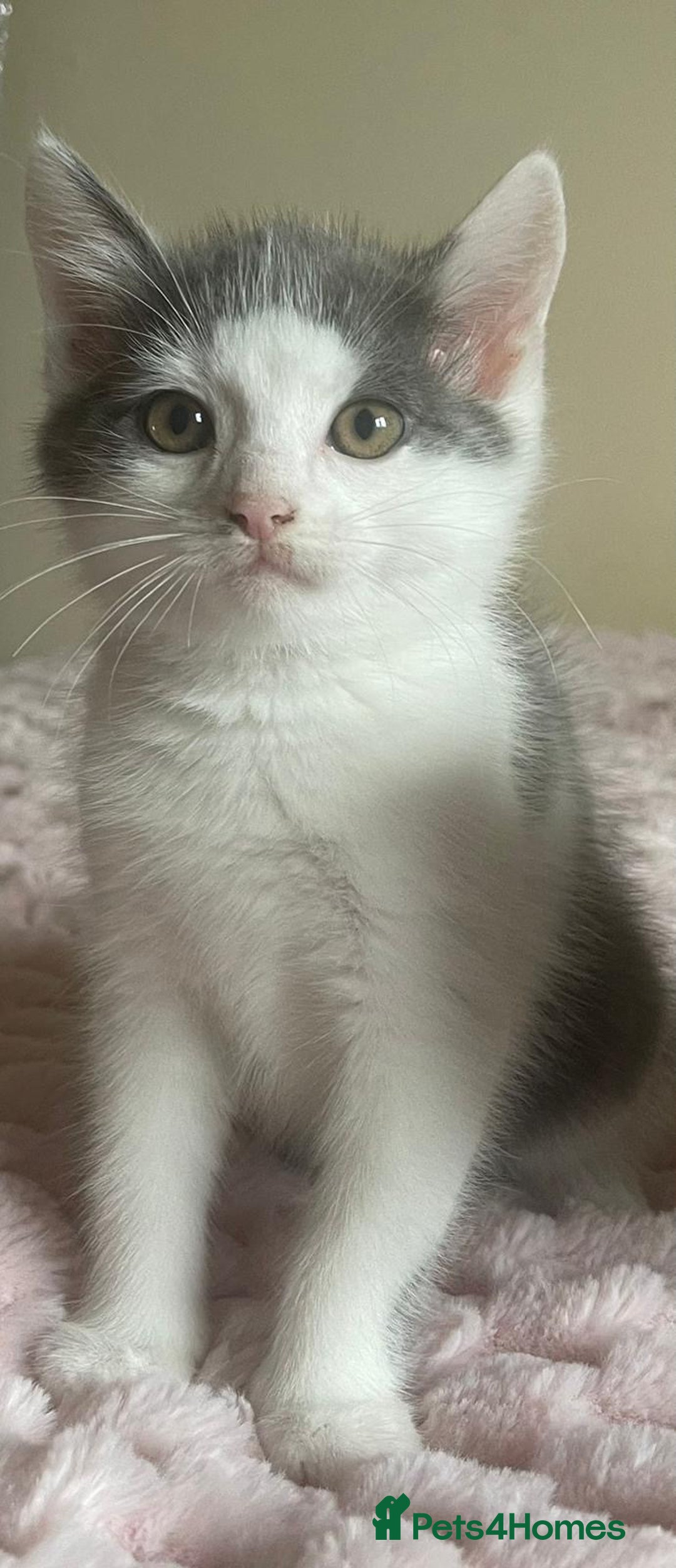Ragdoll cats for sale: Ragdoll X Maine Coon Kittens  - Image 5