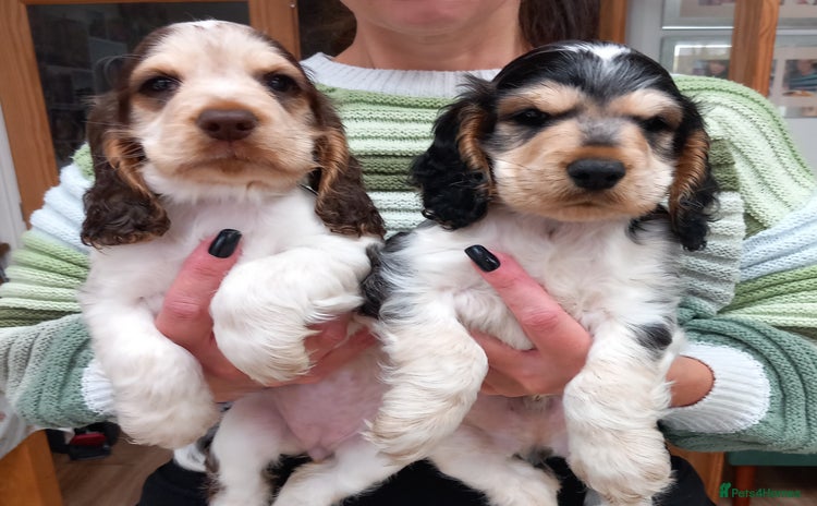 Cocker Spaniel dogs - Advert 1