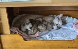 Devon Rex cats for sale: Cutest Devon Rex  - Image 4
