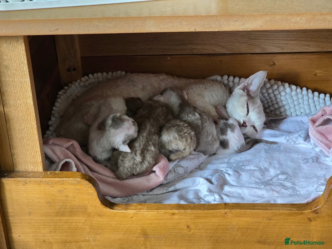 Devon Rex cats for sale: Cutest Devon Rex  - Image 4
