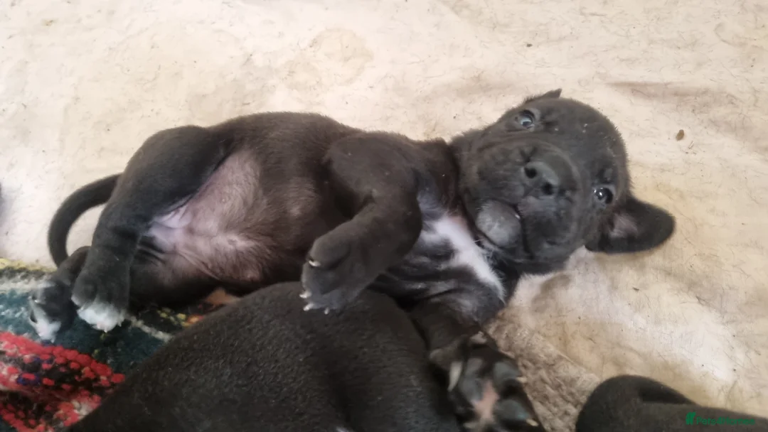 Cane Corso dogs for sale: Top quality cane corso pups WhatsApp  **  in Carlisle - Advert 2