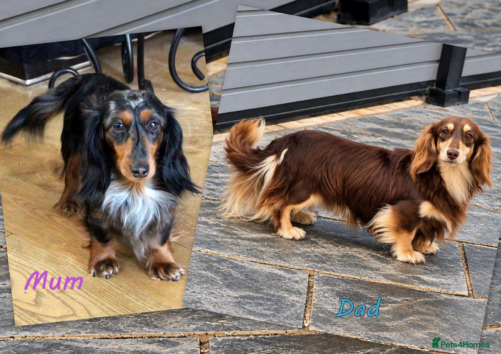 Miniature Dachshund dogs for sale: 🌟 Dapple&Choc&Black PRA Clear KC reg – Dec 26 🌟 - Advert 2