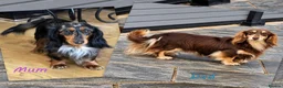 Miniature Dachshund dogs for sale: 🌟 Dapple&Choc&Black PRA Clear KC reg – Dec 26 🌟 - Advert 2