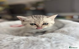 British Shorthair cats for sale: 💎Rare BSH Kittens💎Pedigree Champion Blood Line💎 - Image 15