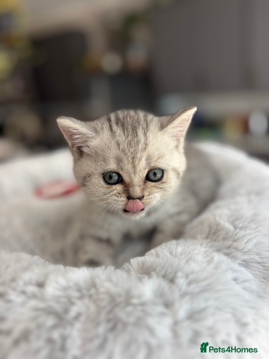 British Shorthair cats for sale: 💎Rare BSH Kittens💎Pedigree Champion Blood Line💎 - Image 15