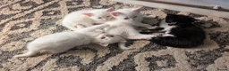 Mixed Breed cats for sale: Beautiful fluffy kittens - Various prices - Advert 1
