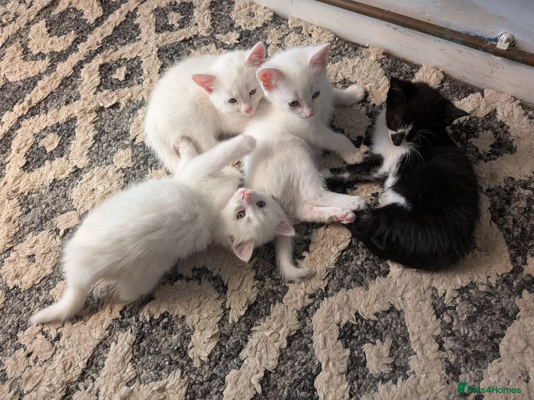 Mixed Breed cats for sale: Beautiful fluffy kittens - Various prices - Advert 1