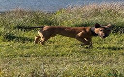 English Bull Terrier dogs for sale: Beautiful English Bull terrier puppy  - Image 3