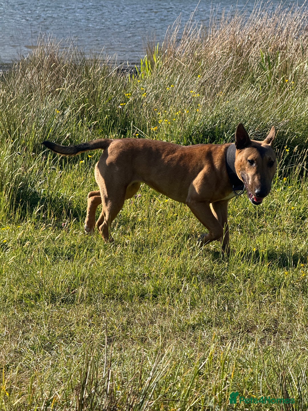 English Bull Terrier dogs for sale: Beautiful English Bull terrier puppy  - Image 3