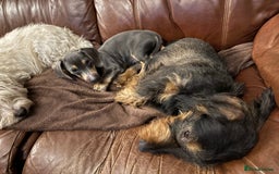 Miniature Dachshund dogs for sale: Blue and tan Miniature Smooth Dachshund  - Image 5