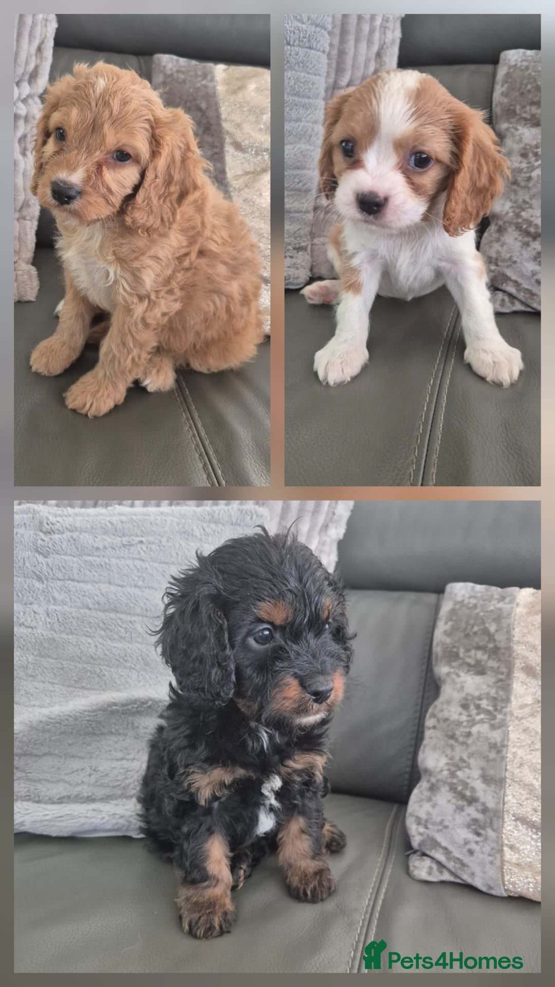Cavapoo dogs F1 Cavapoo's  - Advert 1