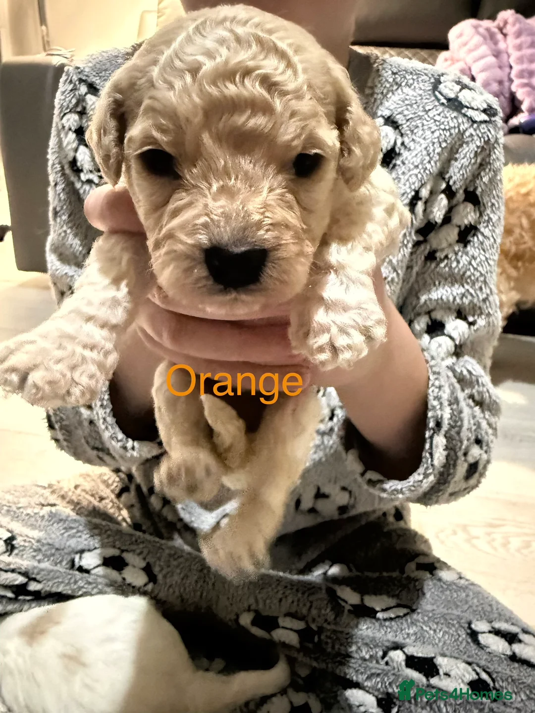 Mixed Breed dogs for sale: 8 Beautiful Cavapoochon Puppies in Bacup - Advert 28