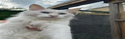 Maine Coon cats for sale: Maine coon cross boy kittens - Advert 20