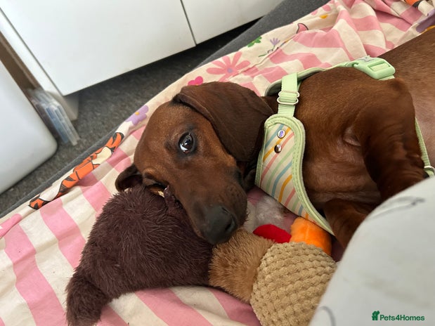 Miniature Dachshund dogs - Advert 1