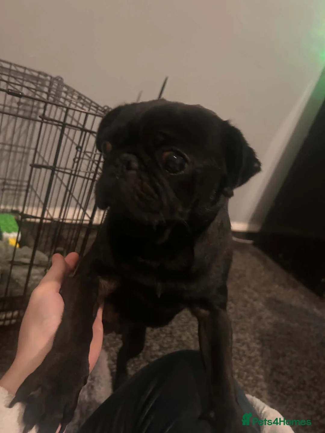 Pug dogs for sale: lil rocky in Manchester - Advert 1