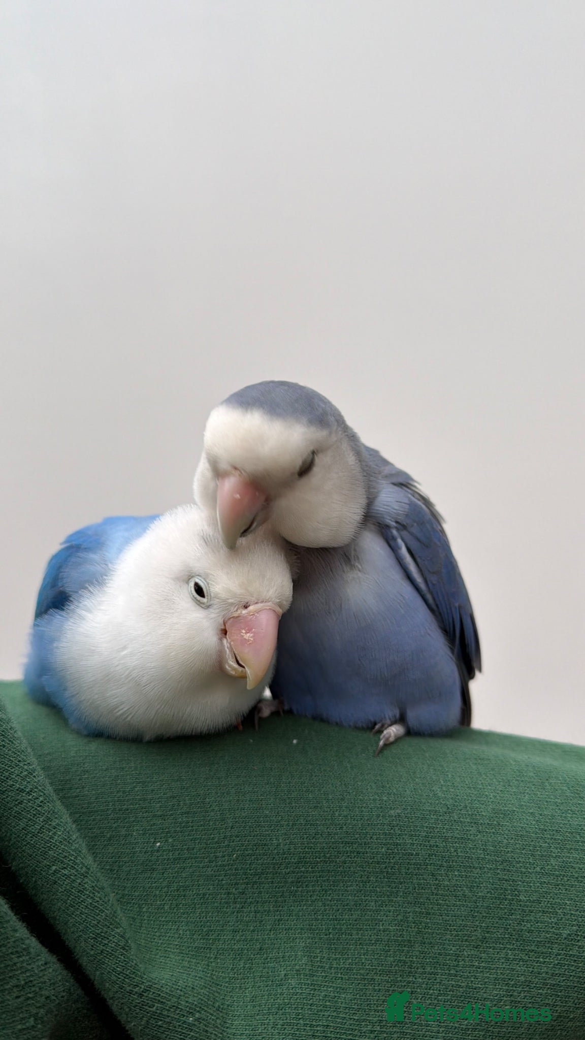 Lovebirds birds Pair of Lovebirds - Advert 1