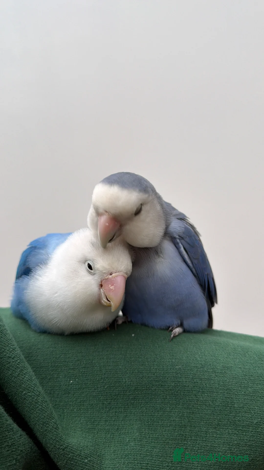 Lovebirds birds for sale: Pair of Lovebirds - Advert 1