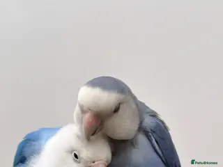 Lovebirds birds Pair of Lovebirds - Advert 1