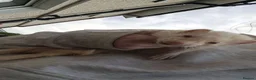 Ferret rodents for sale: 2 PET ferrets for rehoming  in Airdrie - Advert 1