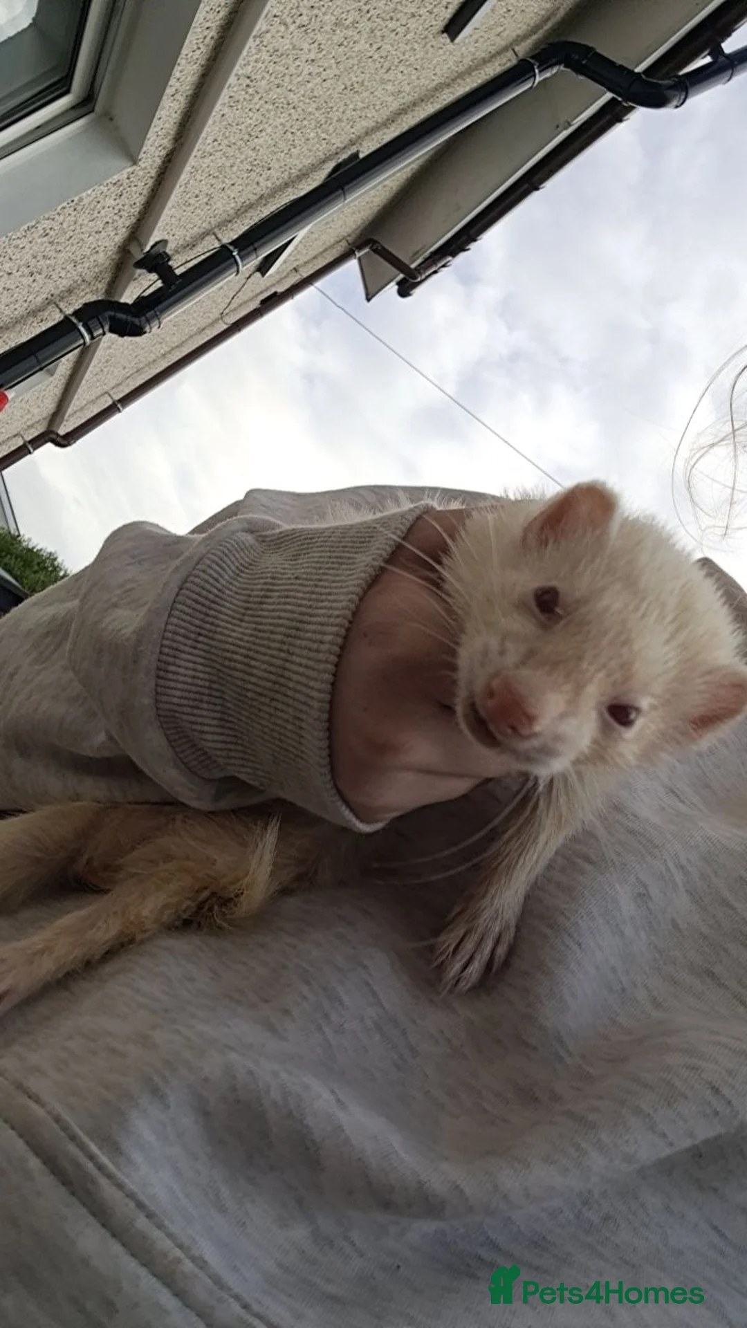 Ferret rodents for sale: 2 PET ferrets for rehoming  in Airdrie - Advert 1