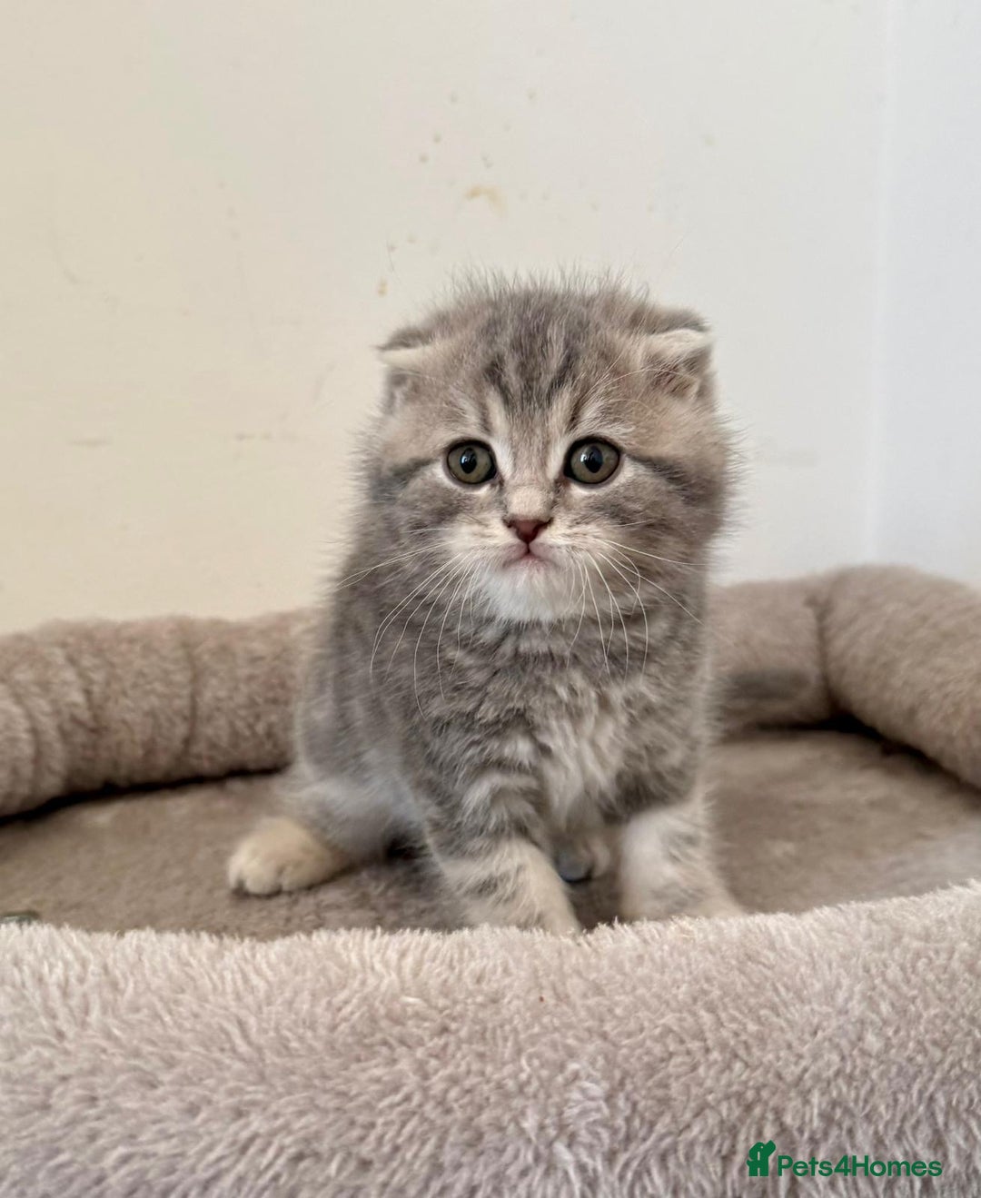 Mixed Breed cats for sale: British long hair  - Advert 18