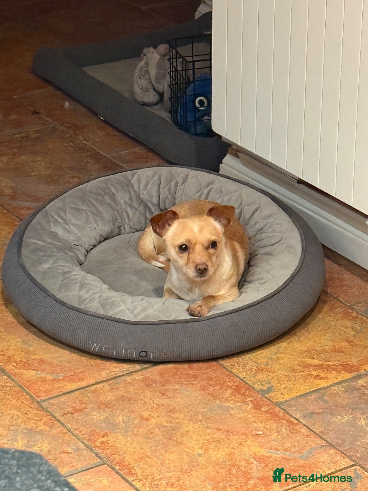 Jack Chi dogs Bobbie for sale  - Advert 5