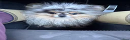 Pomeranian dogs for sale: 🧸💙 3 true to type Pomeranian male bears 💙🧸 - Advert 7