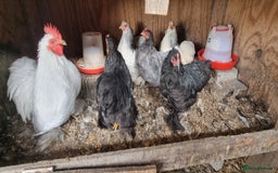 Chickens poultry for sale: Pekin hens and a cockerel - Image 2