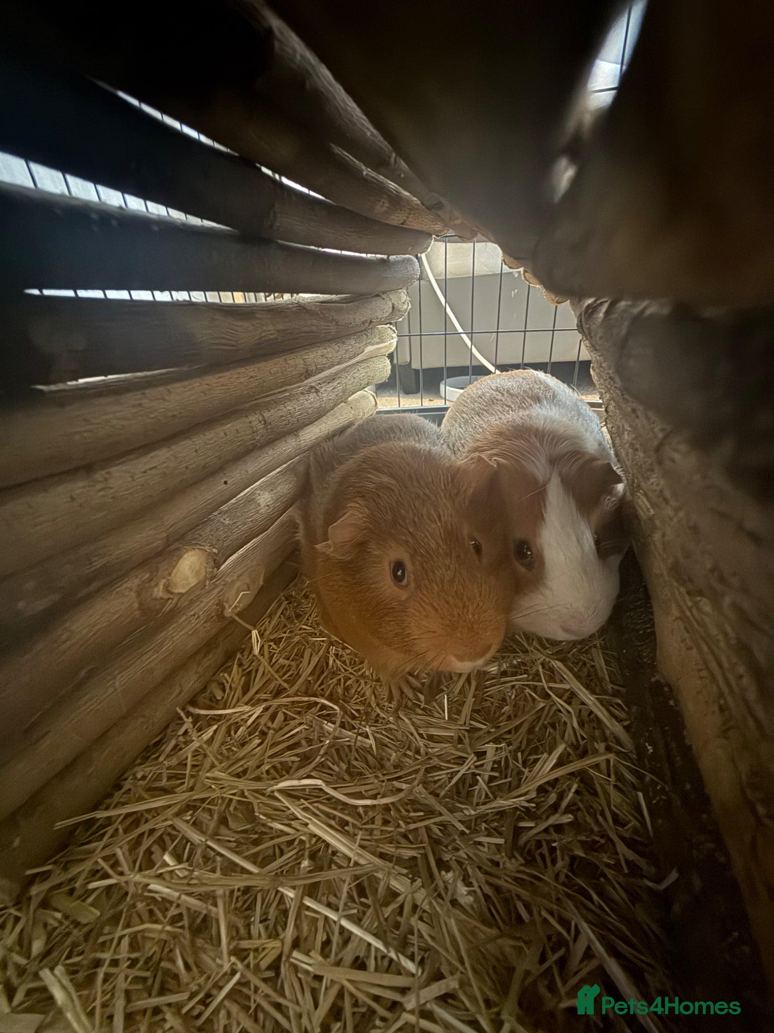 Guinea Pig rodents 2 male guinea pigs and comes with cage etc - Advert 9