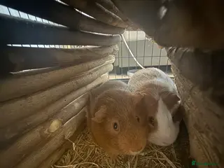 Guinea Pig rodents 2 male guinea pigs and comes with cage etc - Advert 9